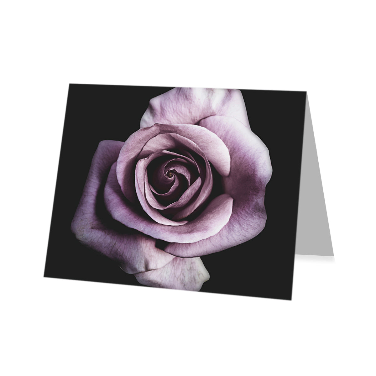 Geschenkkarte Lila Rose 12 Stück