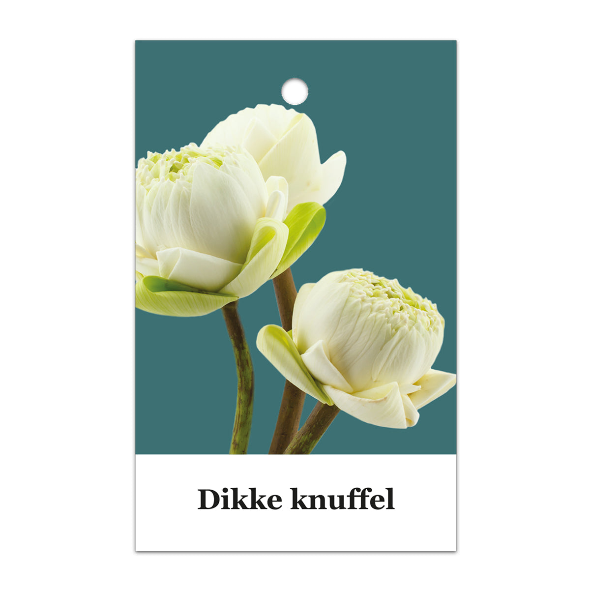 Kadokaart Floortje - Dikke knuffel 25 stuks