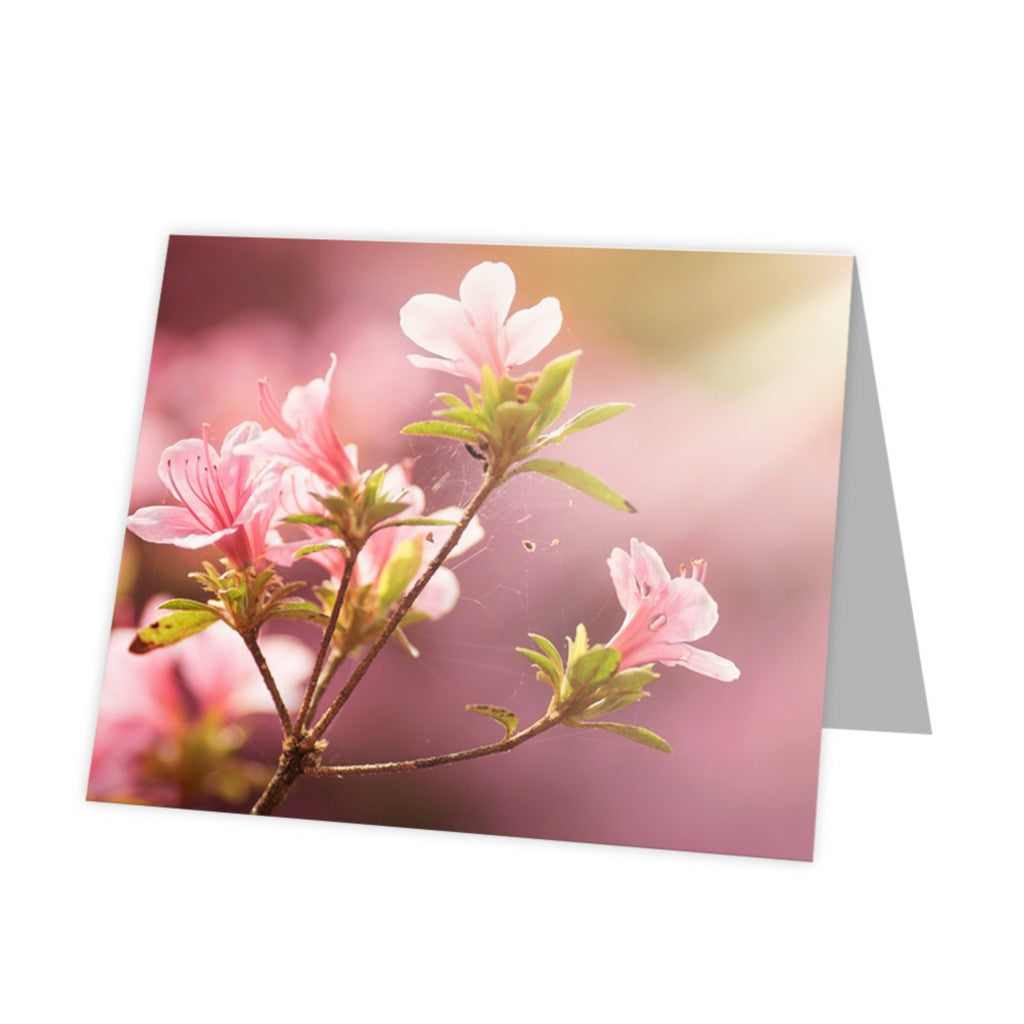 Kadokaart Inflore DE - Blank Peach blossom 12 stuks