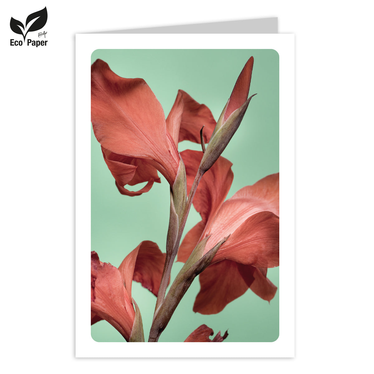Wenskaart Blank Eden red canna - petrol 6 stuks