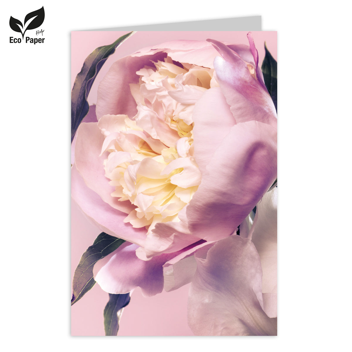 Greeting card Blank Eden peonies and irises - pink 6 pieces
