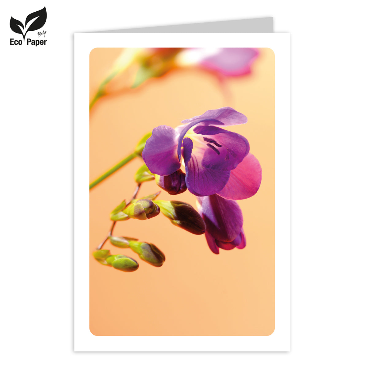Greeting card Blank Eden purple freesia - ochre 6 pieces