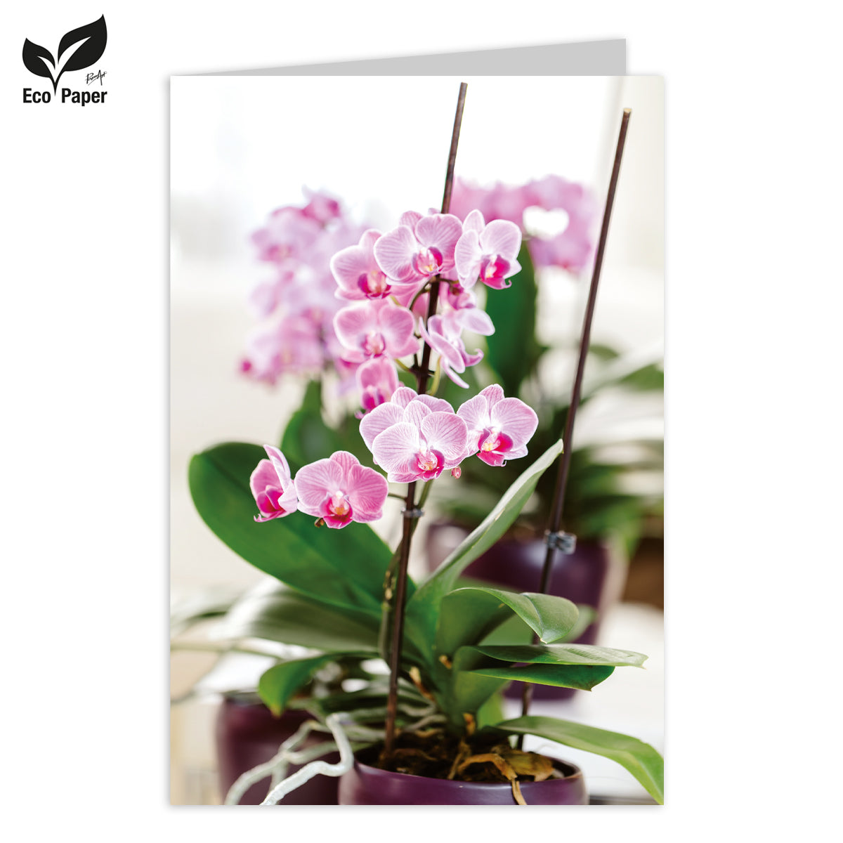 Wenskaart Blank Cosy Orchid 6 stuks