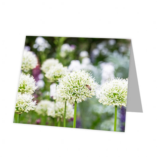 Kadokaart Inflore DE - Blank Allium 12 stuks
