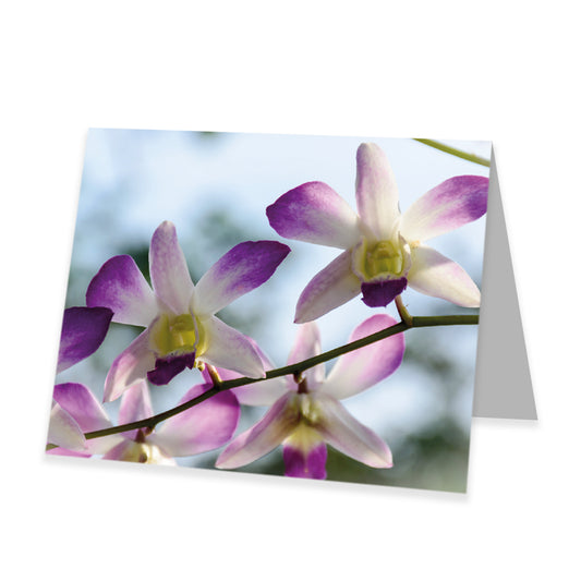 Kadokaart Inflore DE - Blank Wild orchid 12 stuks