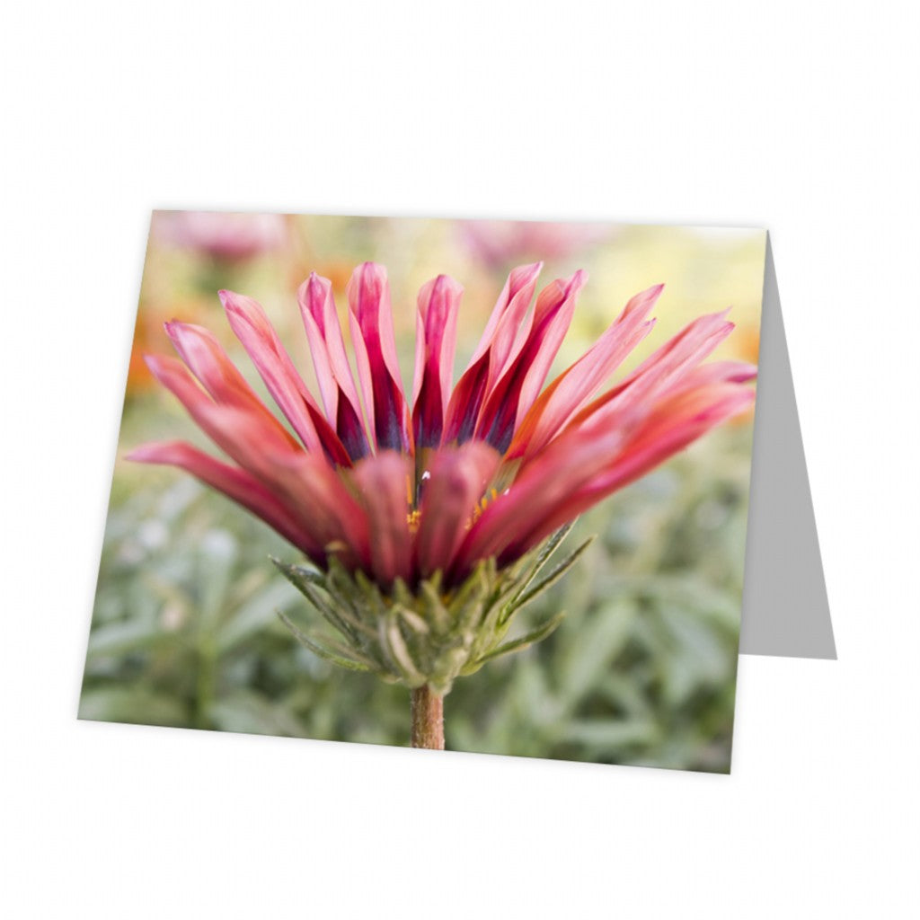 Kadokaart Inflore DE - Blank Gazania 12 stuks