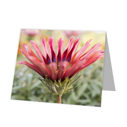 Kadokaart Inflore DE - Blank Gazania 12 stuks