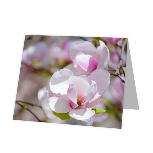 Kadokaart Inflore DE - Blank Magnolia 12 stuks