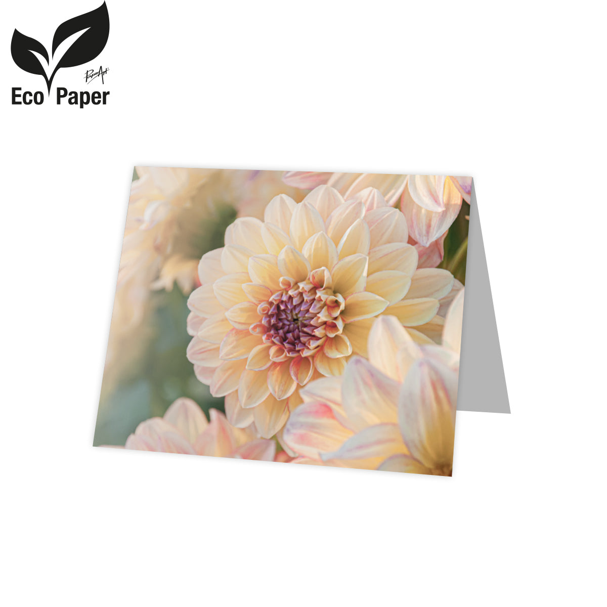 Kadokaart Eco Lumi - Blank Chrysanthemum - peach 20 stuks