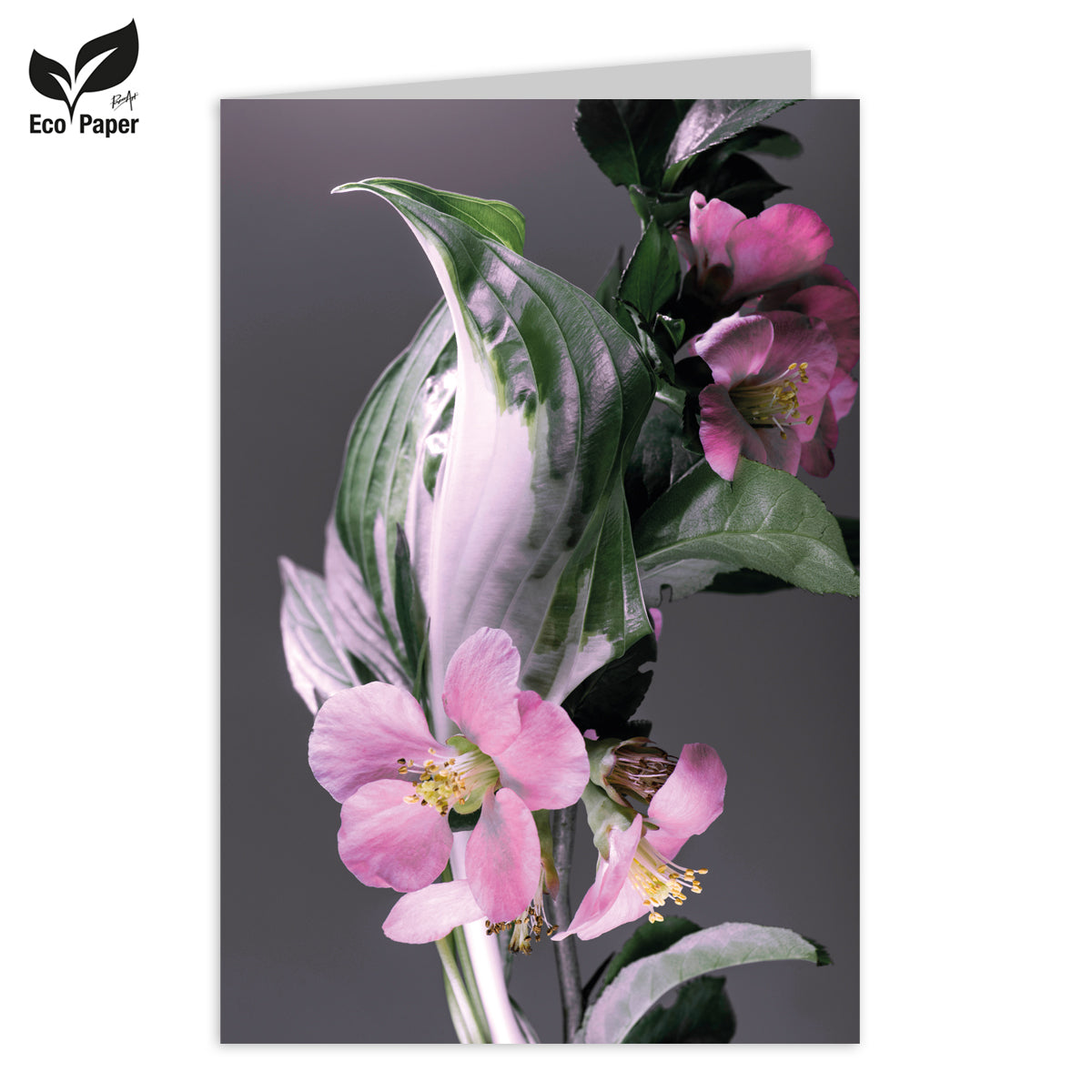 Greeting card Blank Eden pink melastome - dark 6 pieces