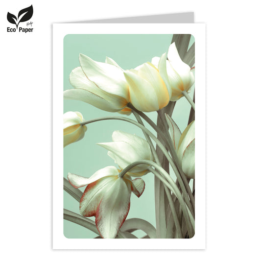 Wenskaart Blank Eden white tulips - mint 6 stuks