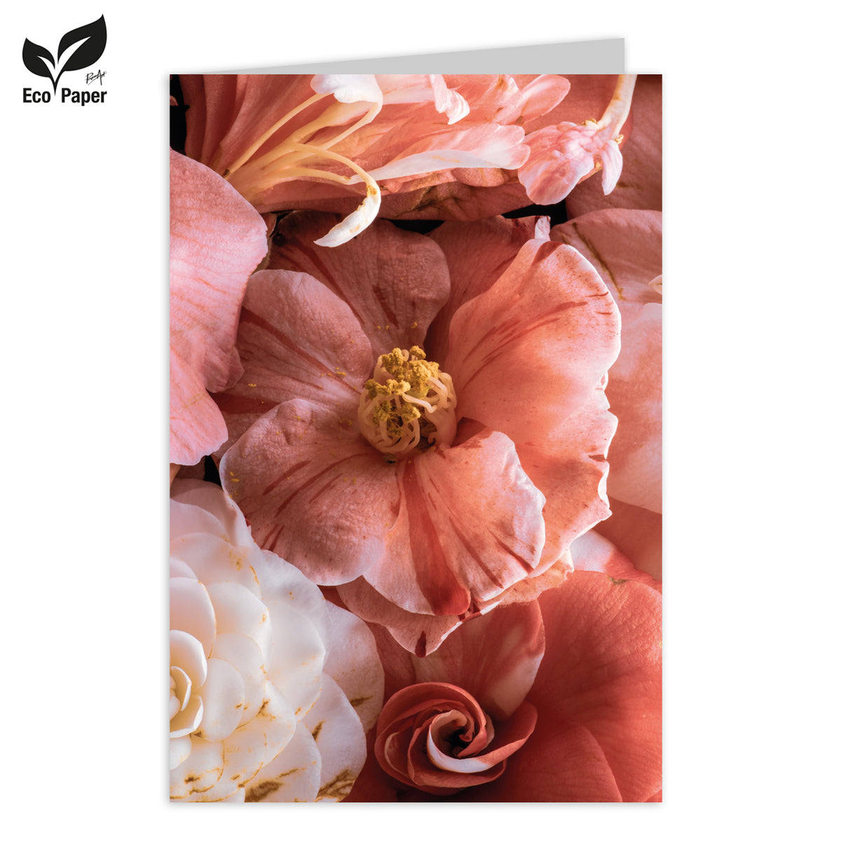 Wenskaart Blank Eden pink begonia - terra 6 stuks