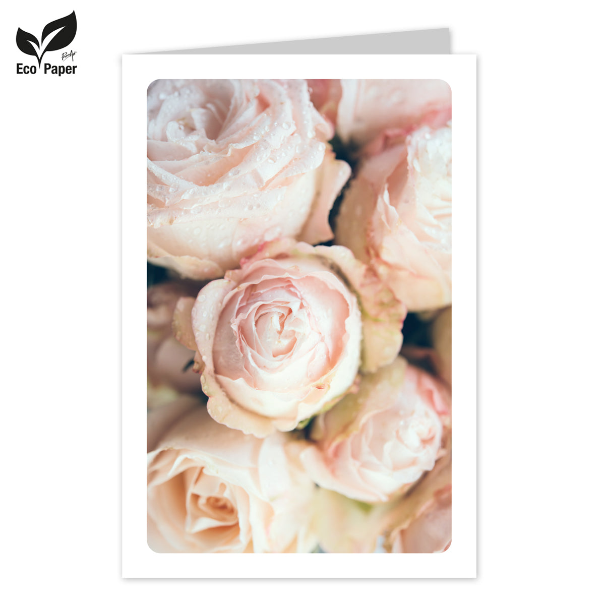 Wenskaart Blank Cosy pastel pink roses 6 stuks