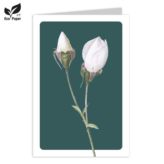 Wenskaart Blank Estee White rose 6 stuks